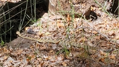 Crotalus molossus molossus