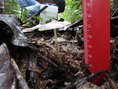 Filoboletus
