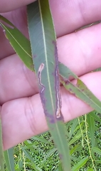 Stigmella salicis