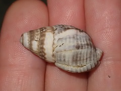 Buccinoidea