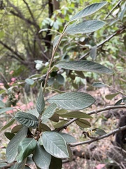 Cotoneaster coriaceus