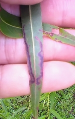 Stigmella salicis