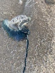 Physalia physalis