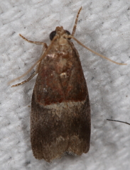 Acrobasis