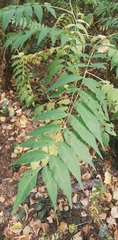 Sorbaria sorbifolia