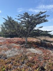 Cupressus macrocarpa