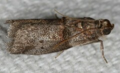 Acrobasis texana