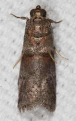 Acrobasis texana