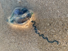 Physalia physalis