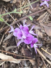 Lespedeza procumbens
