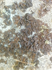 Umbilicaria deusta
