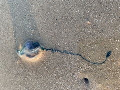 Physalia physalis