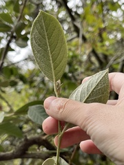 Cotoneaster coriaceus