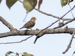 Emberiza pusilla