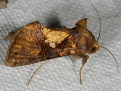 Argyrogramma verruca