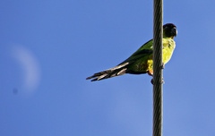 Aratinga nenday