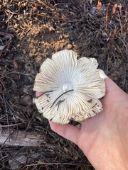 Amanita muscaria