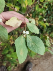Symphoricarpos albus
