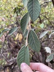 Cotoneaster coriaceus