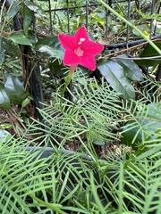 Ipomoea quamoclit