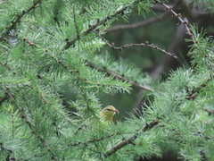 Leiothlypis peregrina