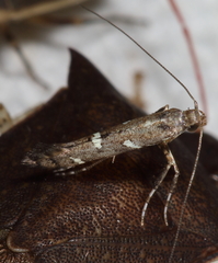 Caloptilia triadicae