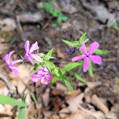 Phlox pilosa