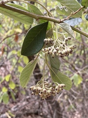 Cotoneaster coriaceus