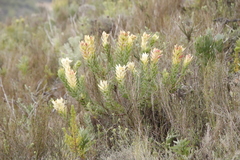 Leucadendron daphnoides
