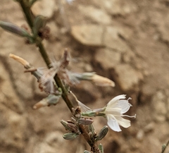 Stephanomeria virgata