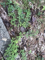 Lespedeza procumbens