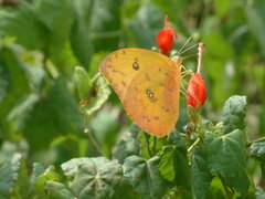 Phoebis philea