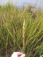 Sporobolus alterniflorus