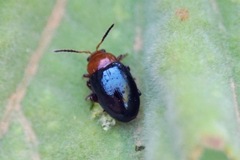 Podagrica fuscicornis