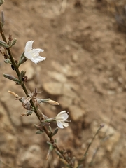 Stephanomeria virgata