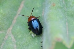 Podagrica fuscicornis