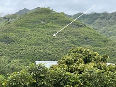 Leucaena leucocephala