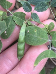 Lespedeza procumbens