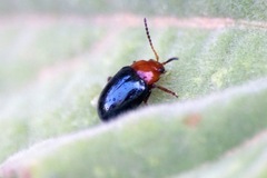 Podagrica fuscicornis