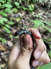 Plethodon cylindraceus
