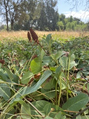 Anemopsis californica