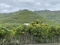 Leucaena leucocephala