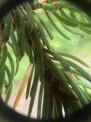 Picea rubens