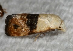 Eugnosta erigeronana