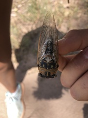 Megatibicen dealbatus