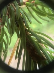 Picea rubens