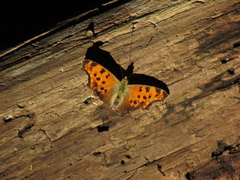 Polygonia comma