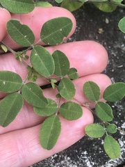 Lespedeza procumbens