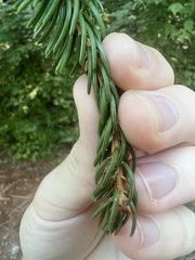 Picea rubens