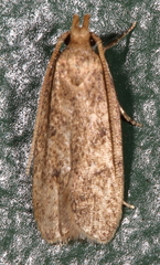 Glyphidocera juniperella